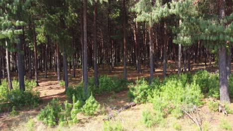 Troop-of-baboons-flee-into-shaded-pine-forest-at-daytime,-aerial-dolly-in