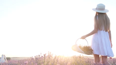 A Young Girl Walks between Lavender Bushes against the Background of Bright Sunlight a Young Girl Walks between Lavender Bushes against the Background of Bright Sunlight Holding a Basket of Flowers in her Hands Collection of Lavender for Drying Walked in Provence