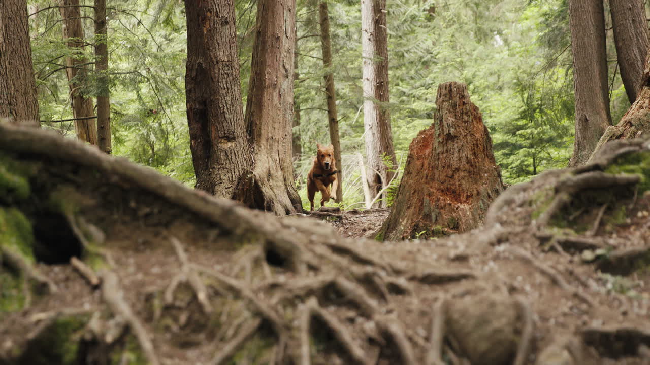 Golden retriever-valp som løper mot kameraet gjennom en skogssti