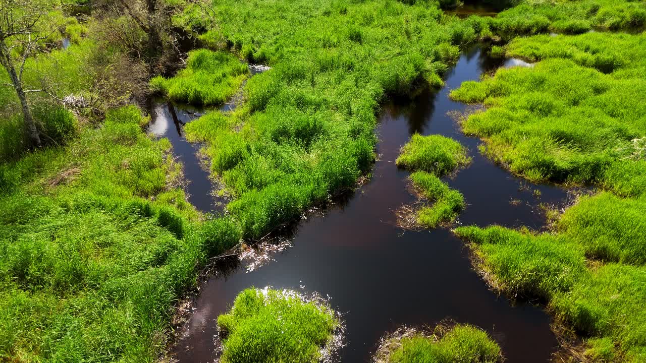 escena baja de humedales cubiertos de hierba y arroyo en snohomish, estado de washington