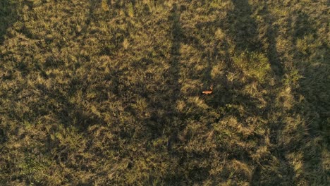 Maned wolf aerial shot with long shadows in a grassland area