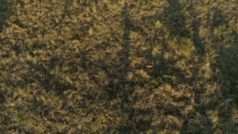 maned wolf aerial shot with long shadows in a grassland area