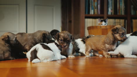 Gato-Complicado-Mira-Como-Juegan-Los-Cachorros