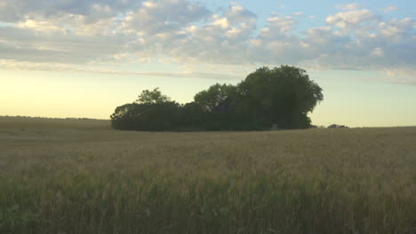 Old-abandoned-house-in-Canola-field