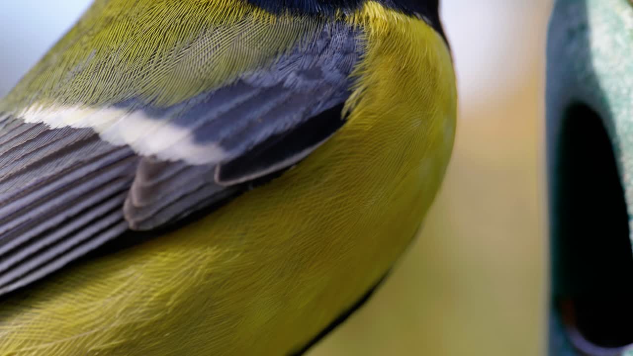 새 모이통으로 날아가 씨앗을 먹는 새들의 4k 시네마틱 슬로우 모션 매크로 샷
