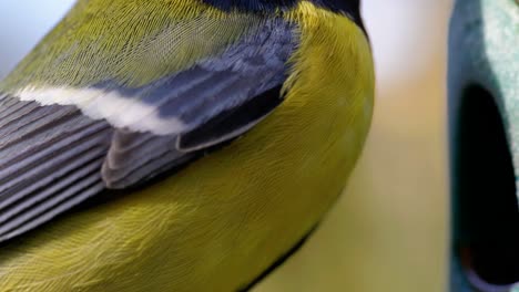 4k cinematic slow motion macro shot of birds flying to a bird feeder and eating seeds