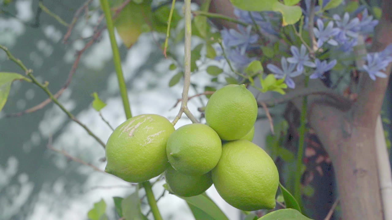 los limones verdes todavía están colgando en el árbol en el balcón de un edificio de lujo de gran altura