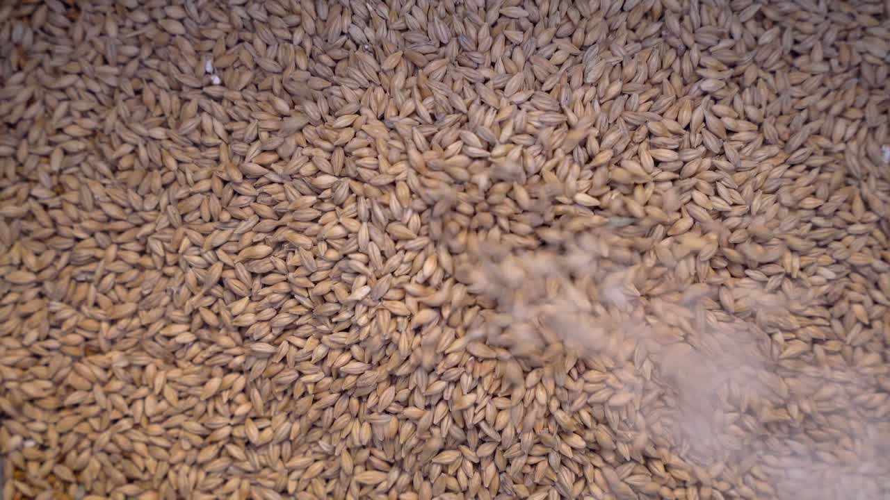 몰트 곡물 이 떨어지고 몰트 침대 에 부어진다 - 가까운 수직 시각