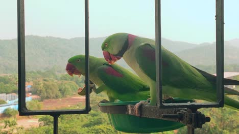 second  parrots in balcony eating  firest is watching second one