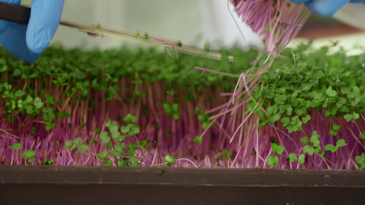 Harvesting Microgreens