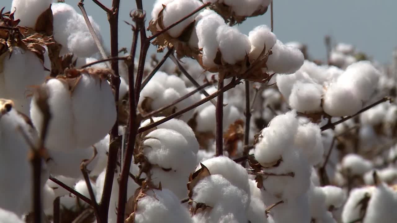 cierre de plantas de algodón en una plantación, viento ligero que sopla y sacude las plantas