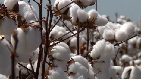 Close-up-of-cotton-plants-at-a-plantation,-light-wind-blowing-and-shaking-plants