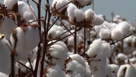 close up of cotton plants at a plantation, light wind blowing and shaking plants