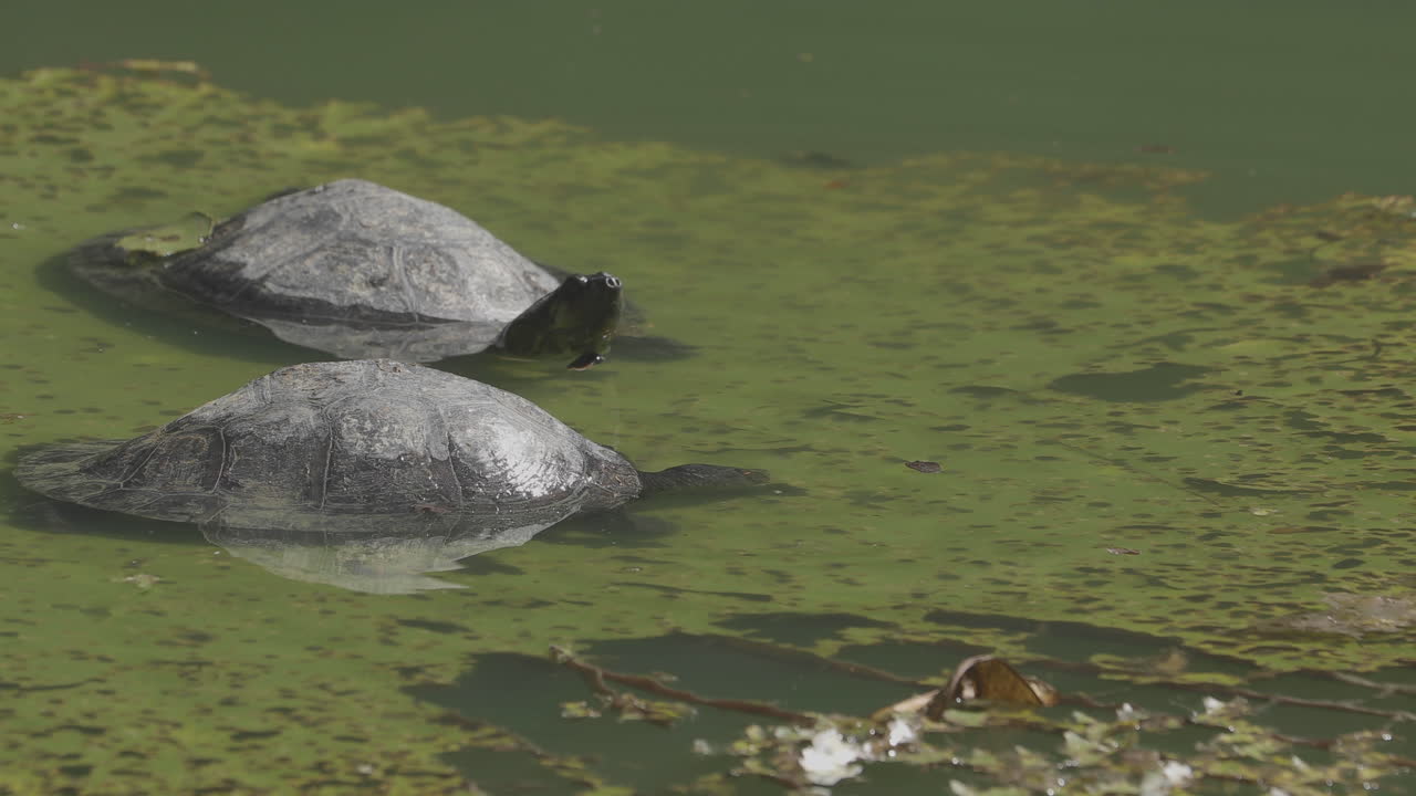 Turtles feeding on a lilly plant inside the water