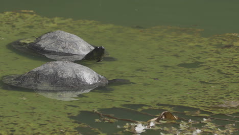 Schildkröten-Ernähren-Sich-Von-Einer-Lilienpflanze-Im-Wasser