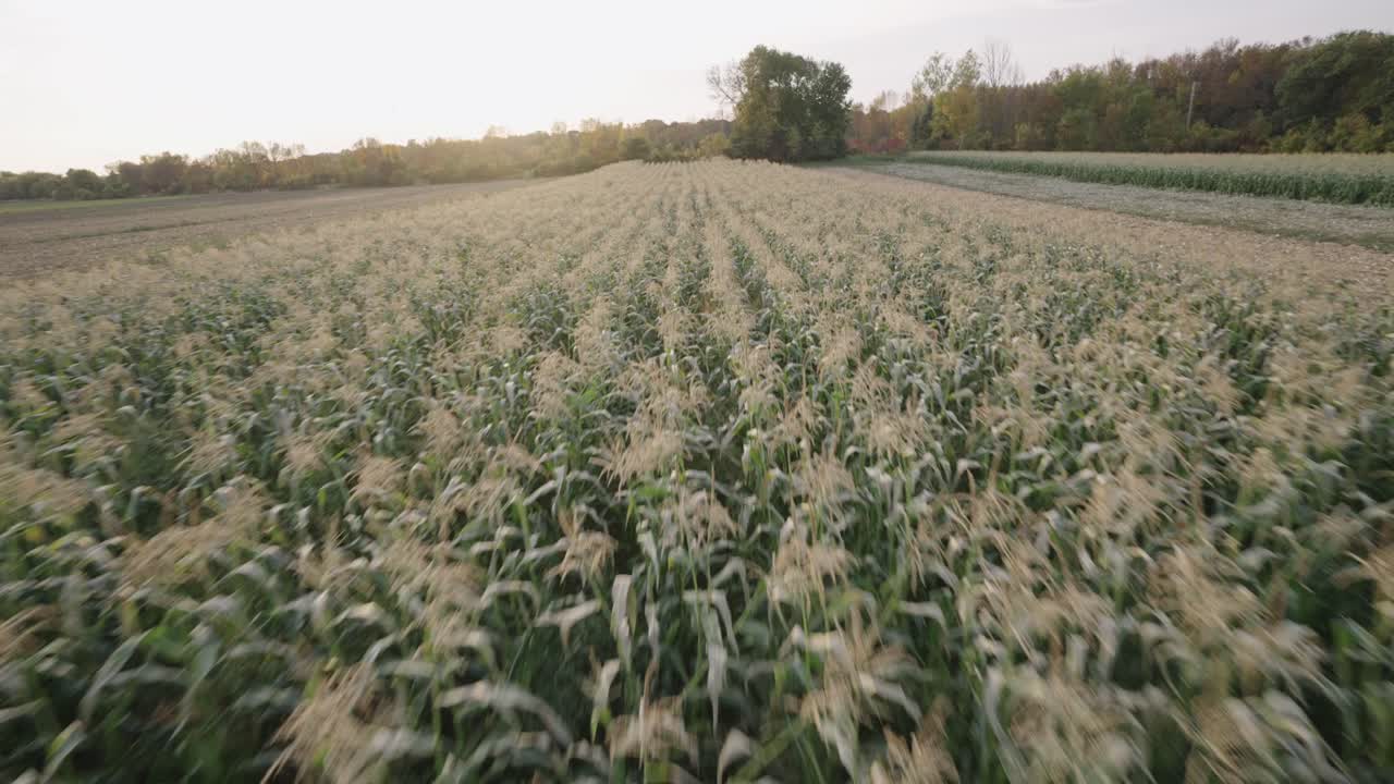 FPV drone flying through cornfield farmland, dreamy afternoon lighting