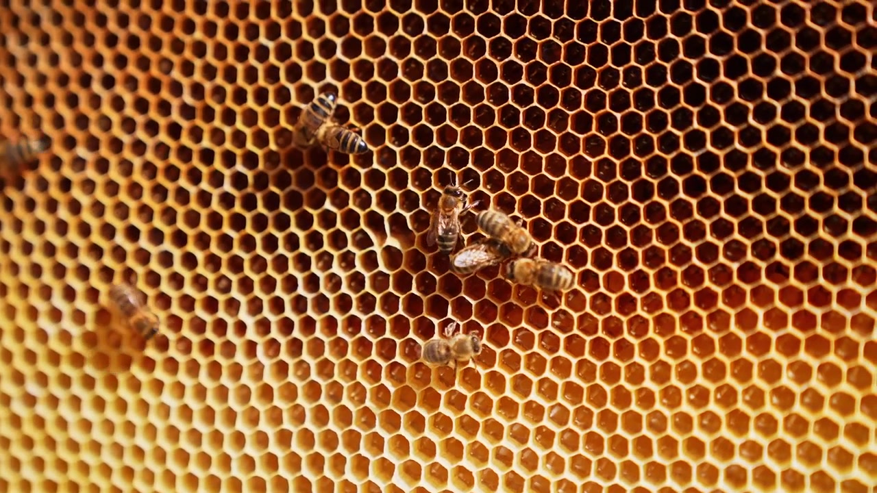 Video macro di api mellifere che si muovono su un favo dorato all'interno di un alveare. Primo piano dettagliato di un motivo esagonale naturale di cera e di una colonia di api attiva che produce miele