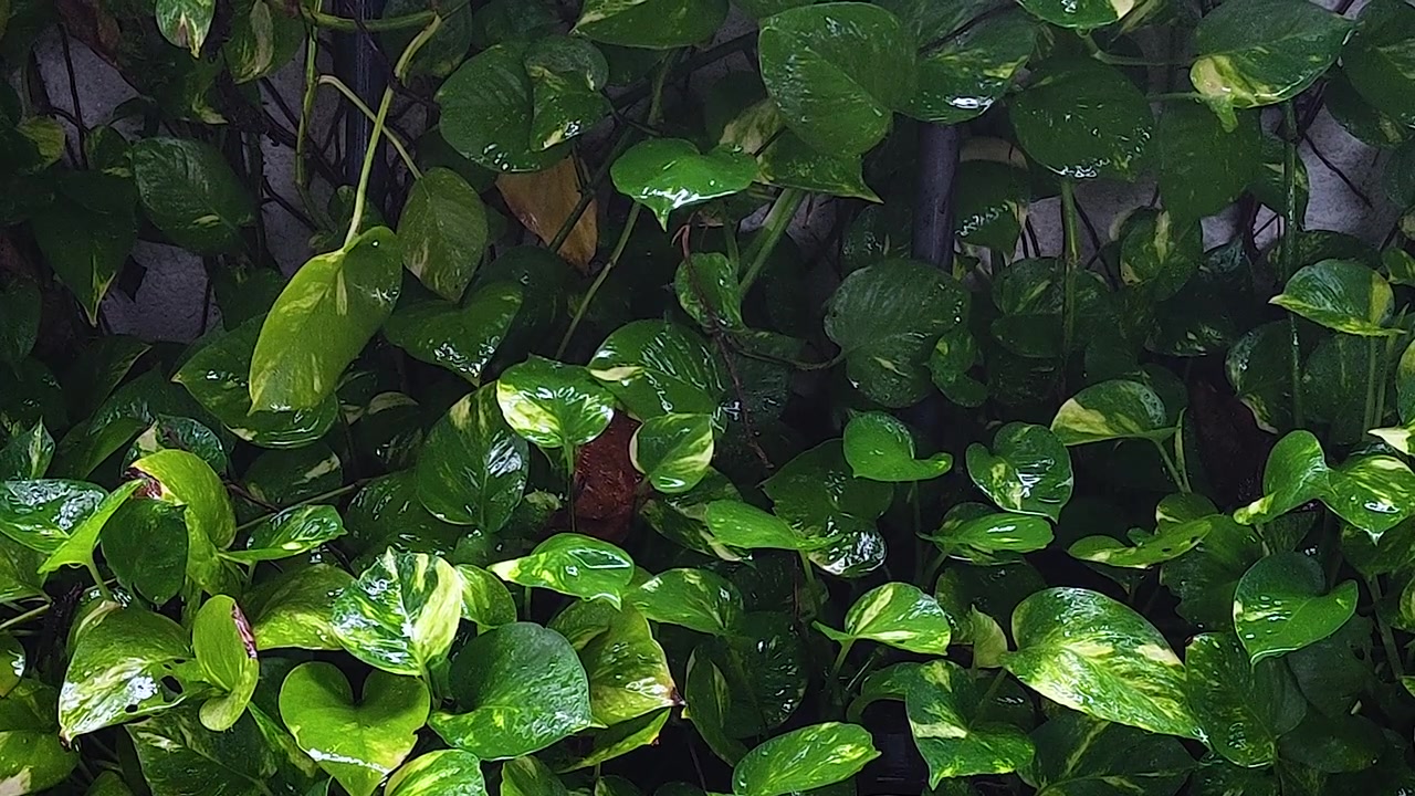 Gocce di pioggia su lussureggiante fogliame tropicale verde creano una texture fresca e bagnata e un'atmosfera naturale e pacifica, ideale per contenuti su meteo, ambiente, relax, benessere e sfondi.