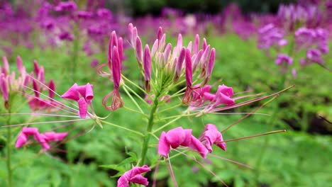 el lapso de tiempo de las flores que florecen en un jardín exuberante.