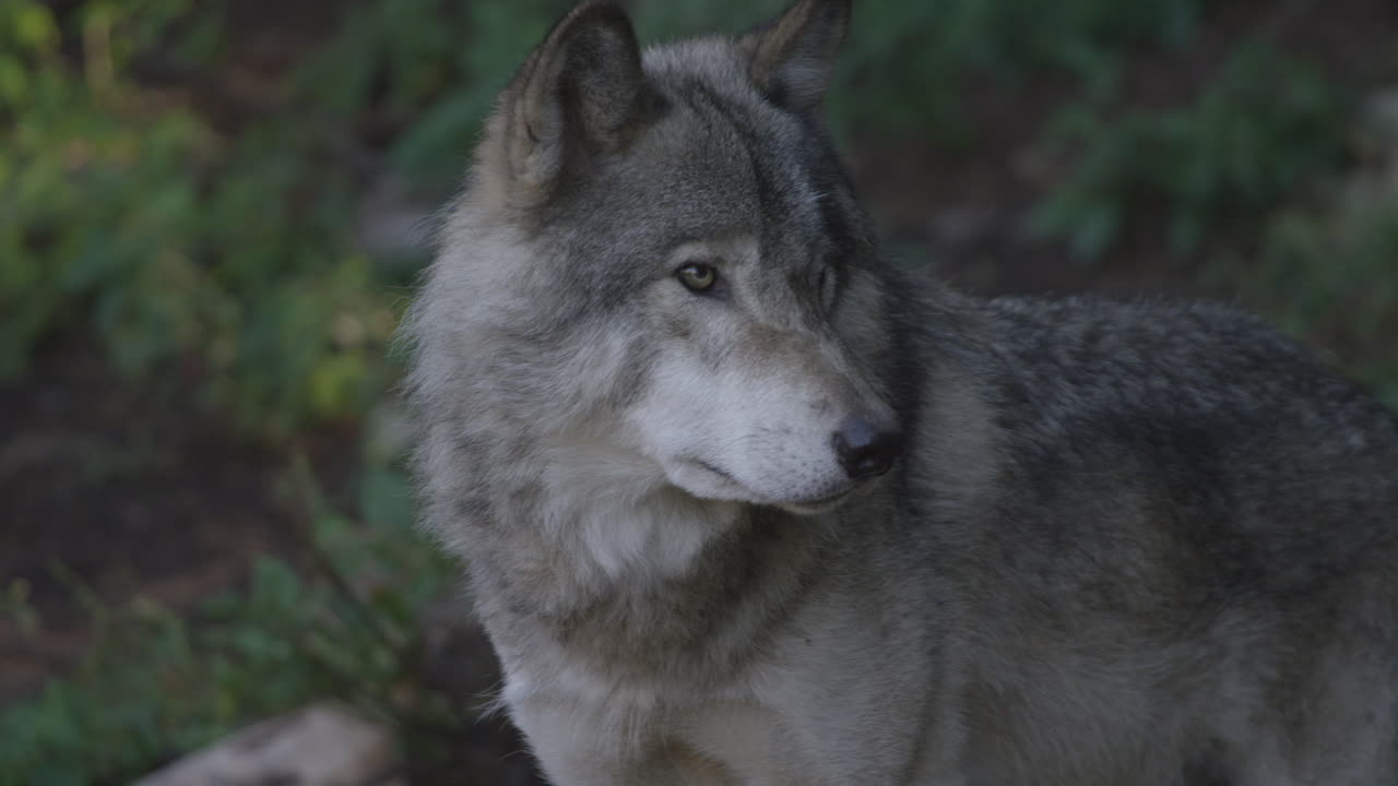 lobos en el bosque boreal canadiense