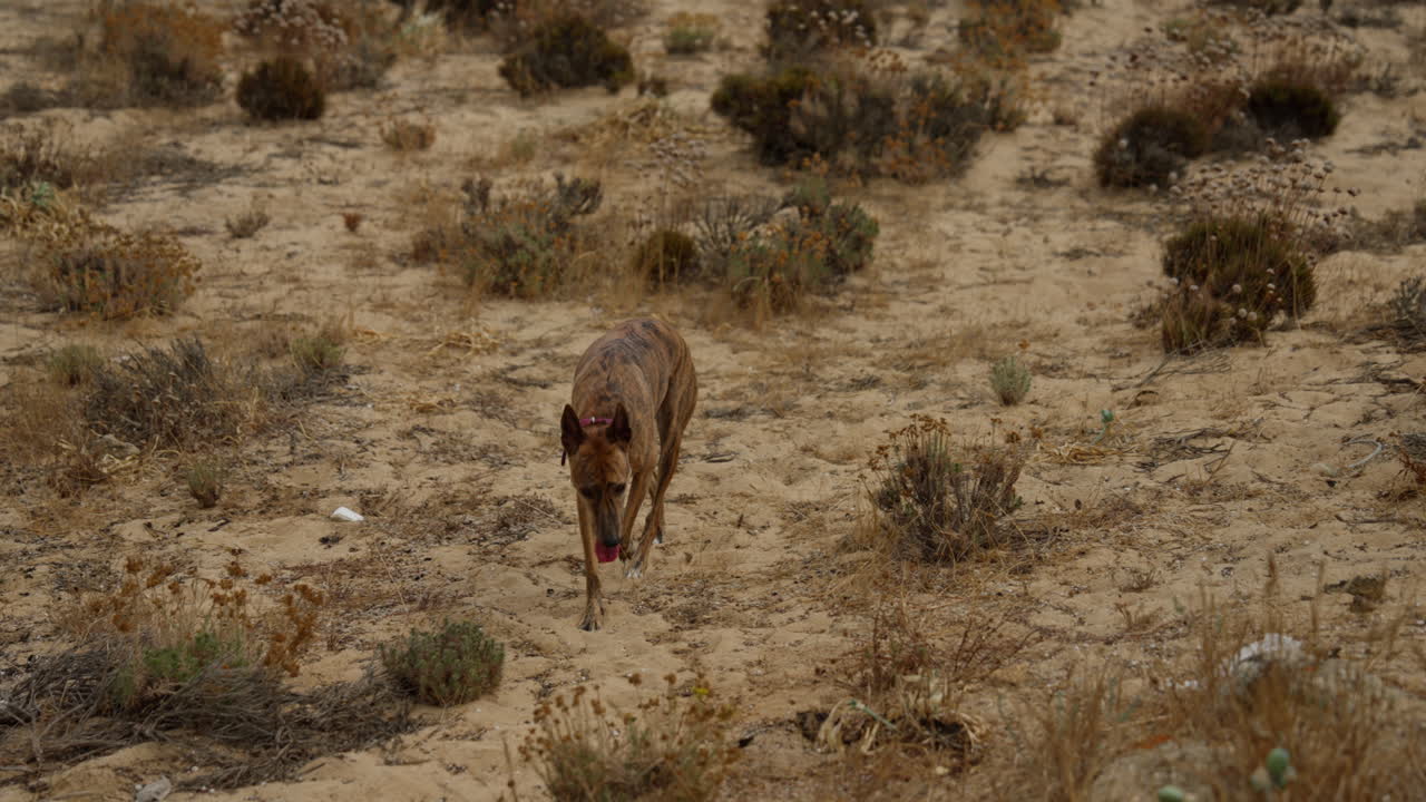 Brown dog walking in a desert landscape