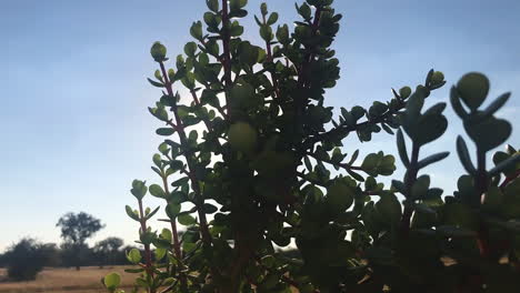 el sol brilla a través del cactus.
