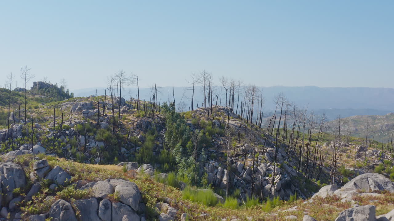 Ripresa con drone di alberi bruciati nella natura selvaggia.