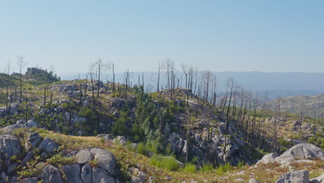 drone shot of burned trees in the wilderness