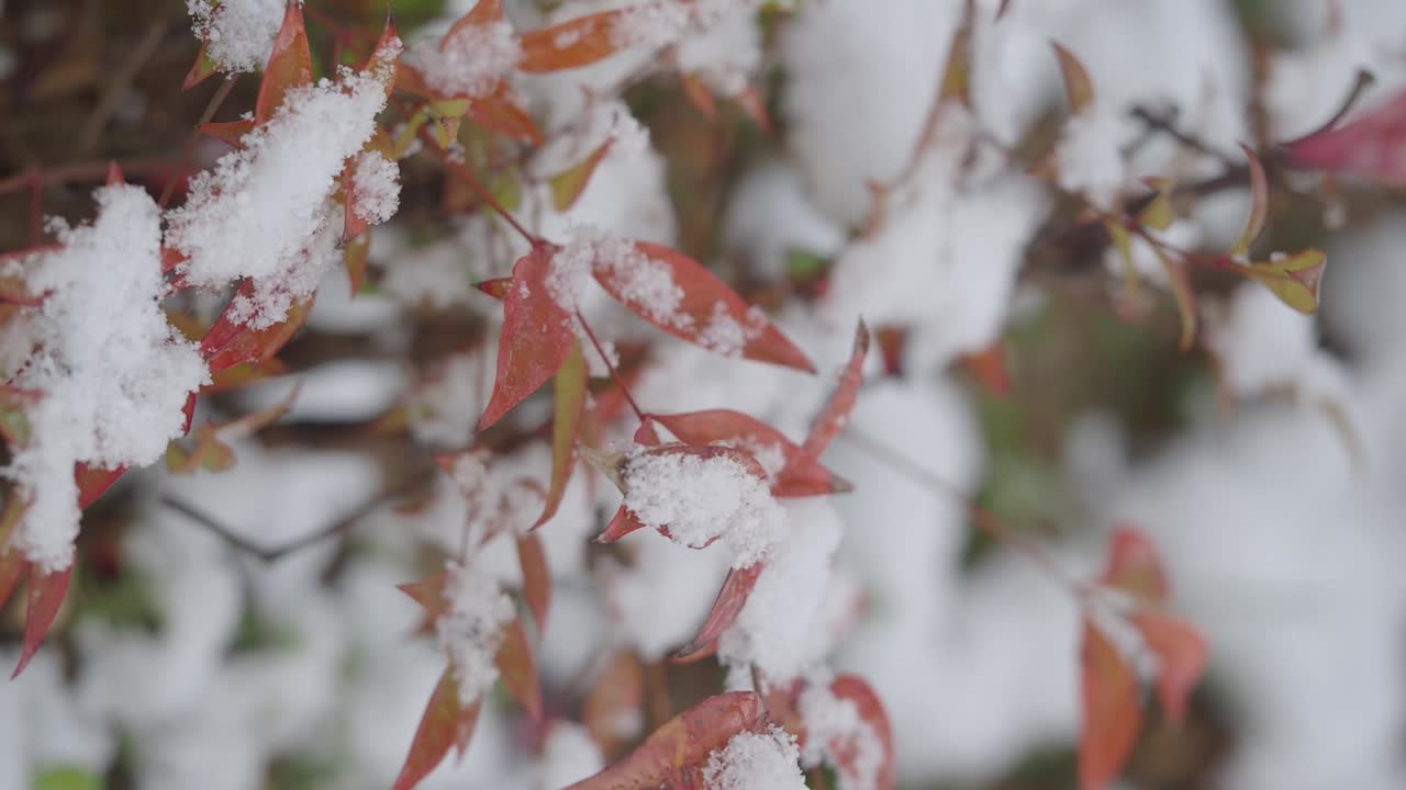 Snowy Leaves in Winter