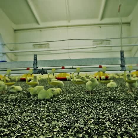 baby chicken in poultry farm