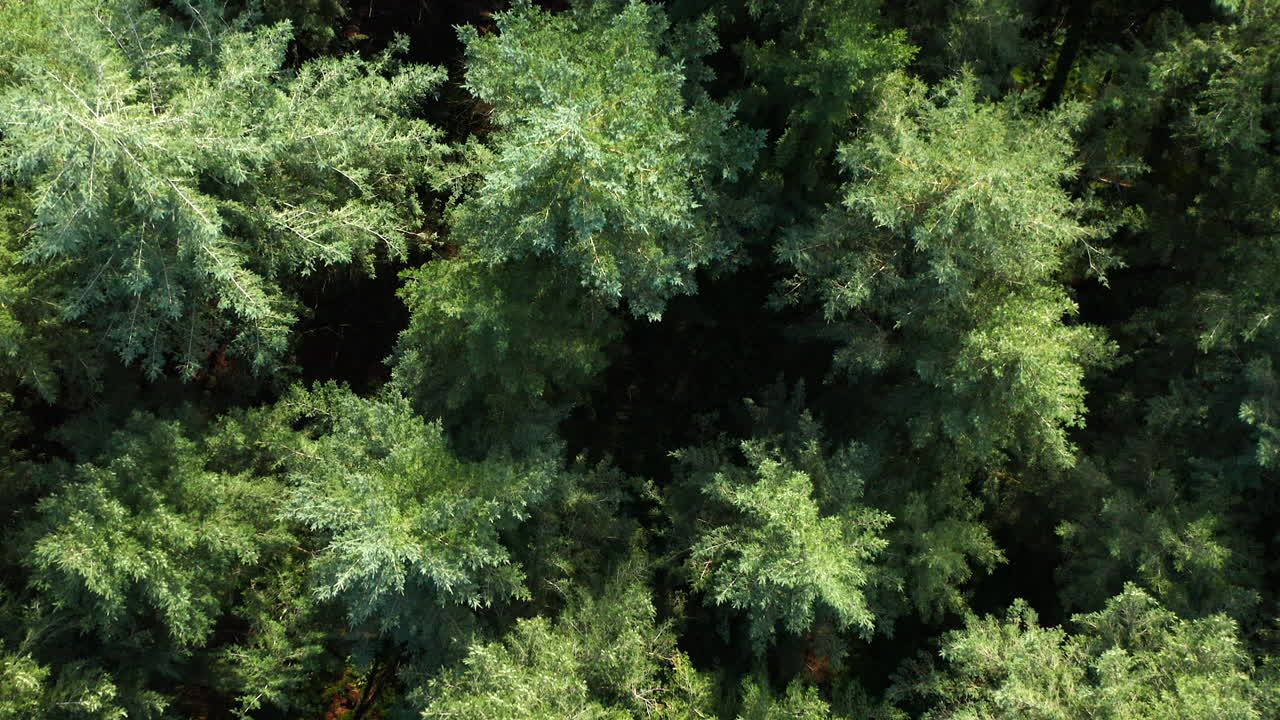 follaje verde de pinos silvestres en el bosque cerca de las dunas de soester en utrecht, países bajos