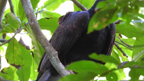 Closeup-Of-Turkey-Vulture-Perched-On-Tree-With-Green-Foliage-In-Santa-Marta,-Colombia