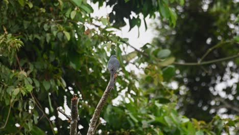 An-Ashy-Drongro-perched-on-a-bare-branch,-with-its-back-on-the-camera,-while-its-positioning-itself-as-the-wind-blows