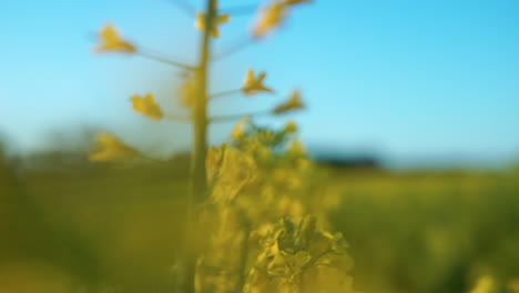 Yellow-rapeseed-field-against-blue-sky-background-close-up