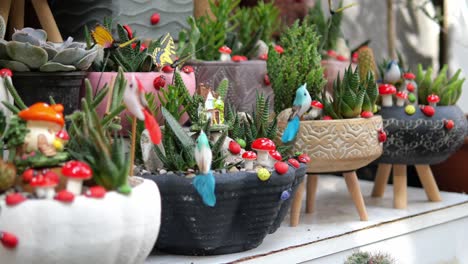 beautiful miniature succulent and cactus displays