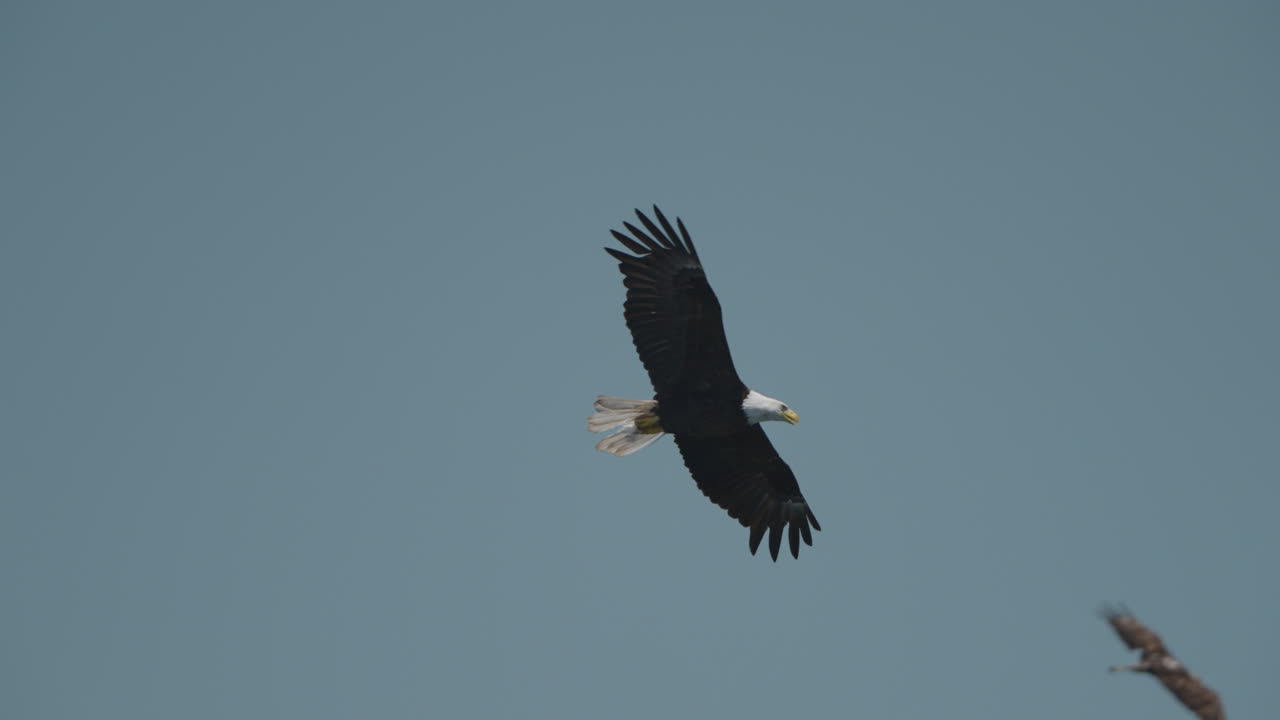 Aquila che pesca nell'oceano in Canada