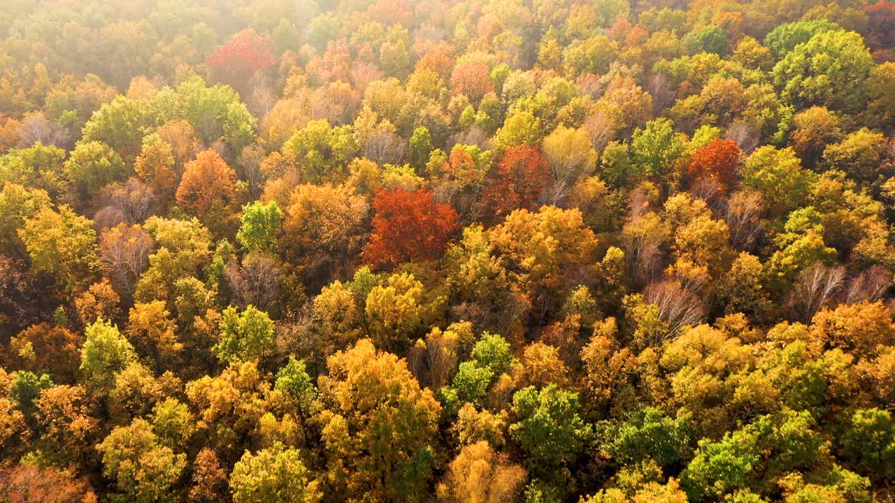 Aerial top down view of autumn forest with green and yellow trees