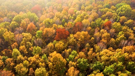 vista aérea de arriba hacia abajo del bosque de otoño con árboles verdes y amarillos