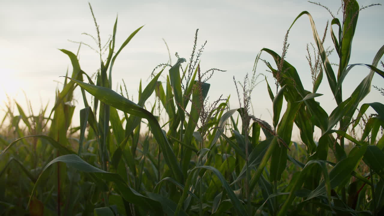 primer plano medio de algunas plantas de maíz en una tarde soleada, retroiluminación del sol-1