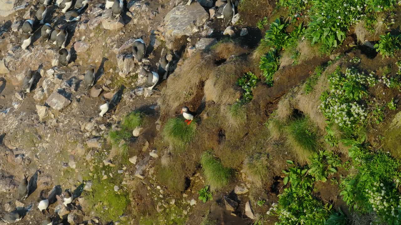 Puffins at Ireland’s Eye - 4K Cinematic Drone Footage Co.Dublin - Ireland 05.29