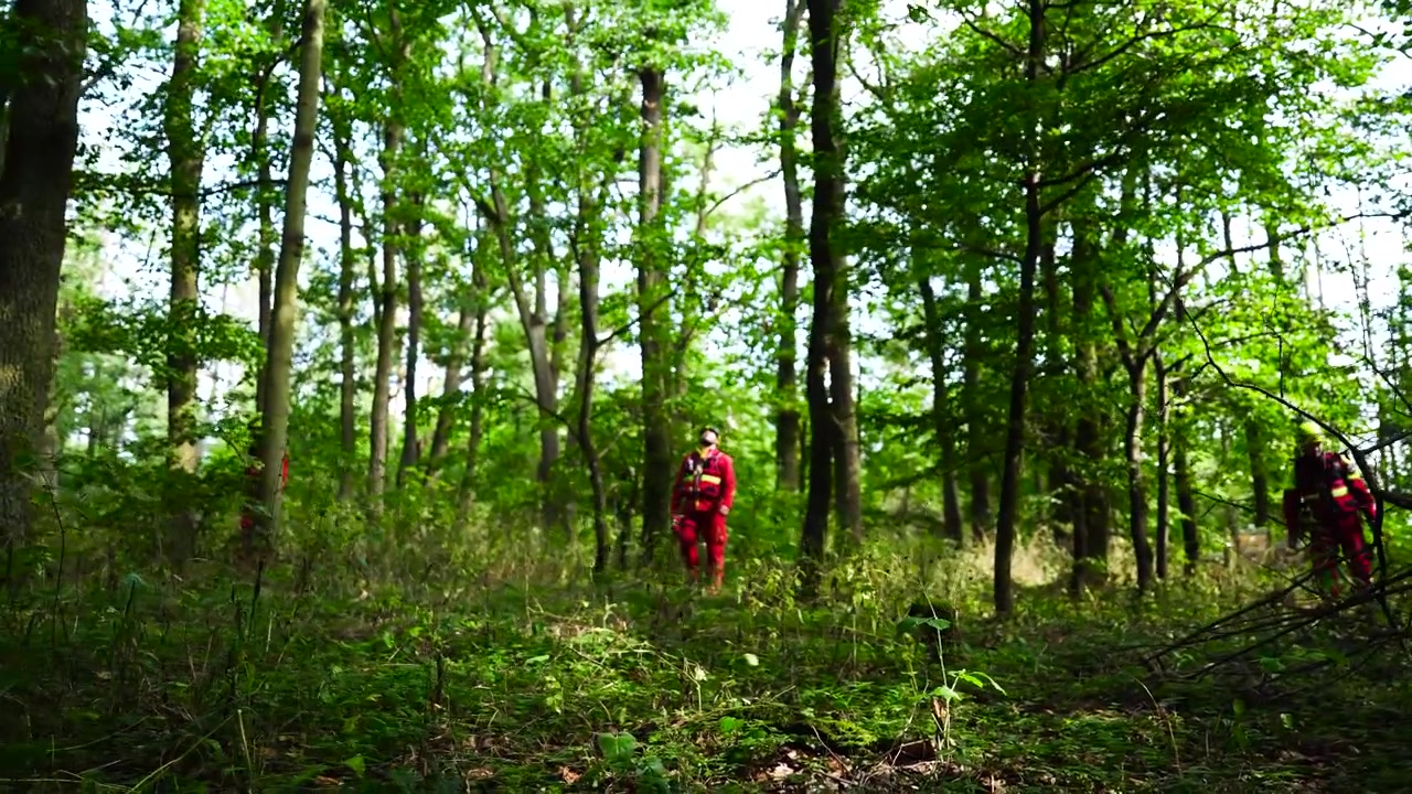 Missing person search and rescue team check forest for evidence, Czechia
