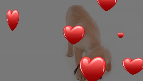 animation of falling hearts over golden retriever puppy