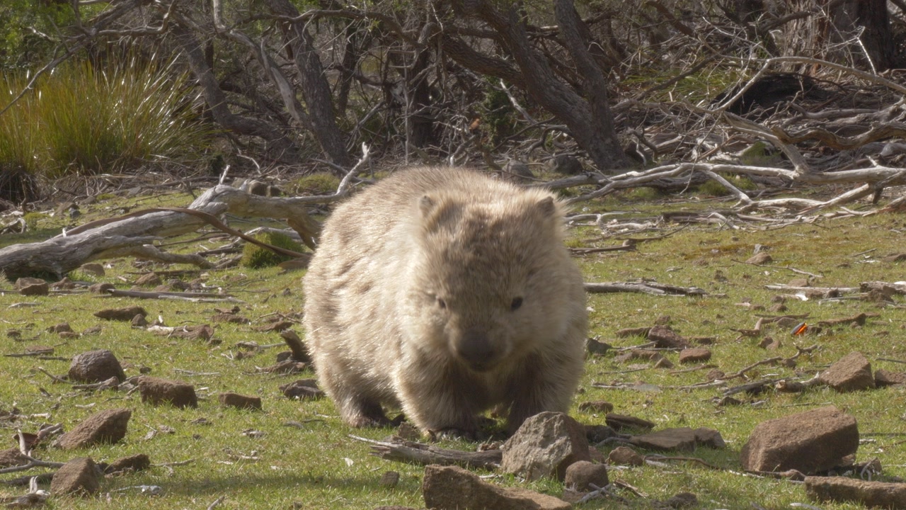 Close-up Of Thick-furred Wombat Foraging On Rocky Clearing In Tasmania, Australia.