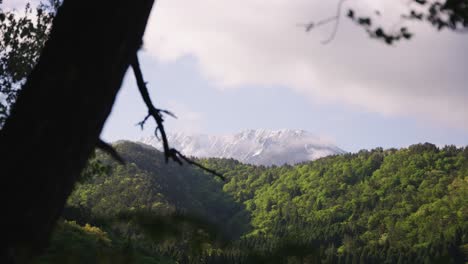 Mt-Daisen-at-Sunrise,-focus-pull-reveal-from-Forest-Trees,-Japan