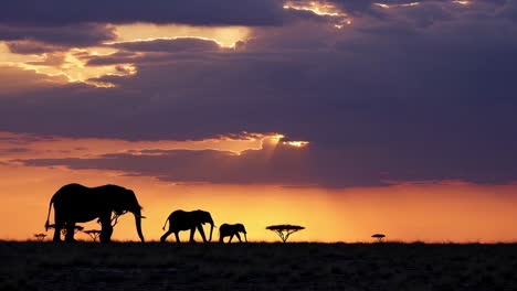silhouette of elephants at sunset in africa