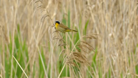 small orange headed bird looking around and jumps on a slowly moving yellow branch on a bright summer day in canada