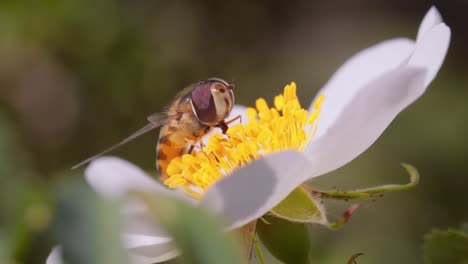 moscas hoverflies, moscas de flores o moscas syrphid, insectos de la familia syrphidae. se disfrazan de insectos peligrosos avispas y abejas. los adultos de muchas especies se alimentan principalmente de néctar y polen de flores.