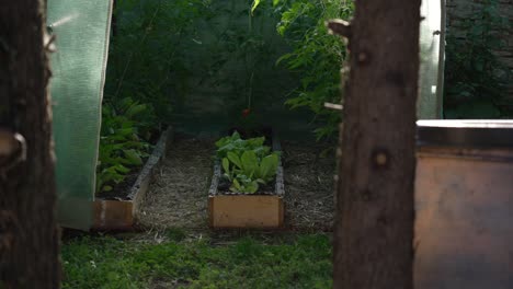 homegrown vegetables in a raised bed garden
