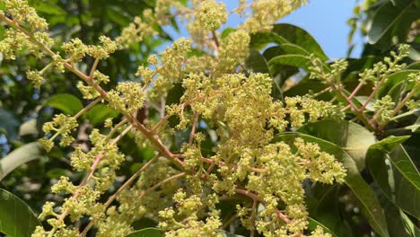 a bunch of mango flower blossoms on tree branch