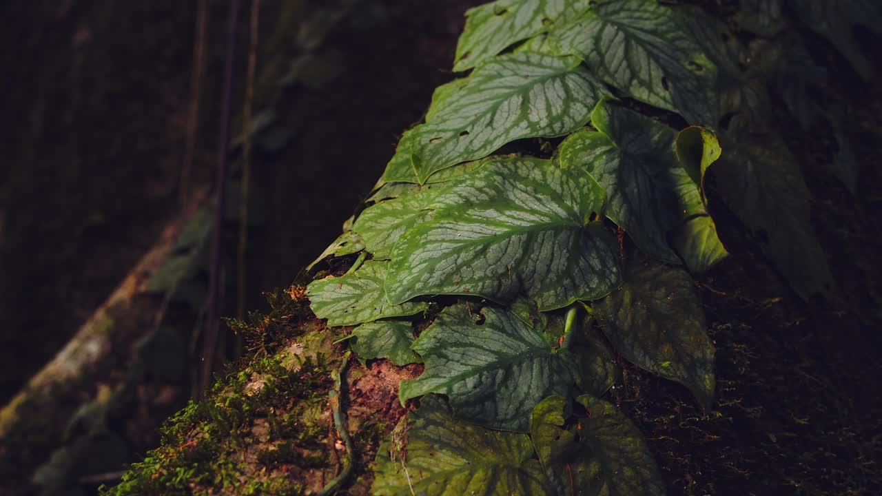 Closeup Thick moss blankets the vast buttress roots of a towering tree in Peru’s Amazon rainforest with a carpet jungle vine